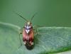 Lygus sp.